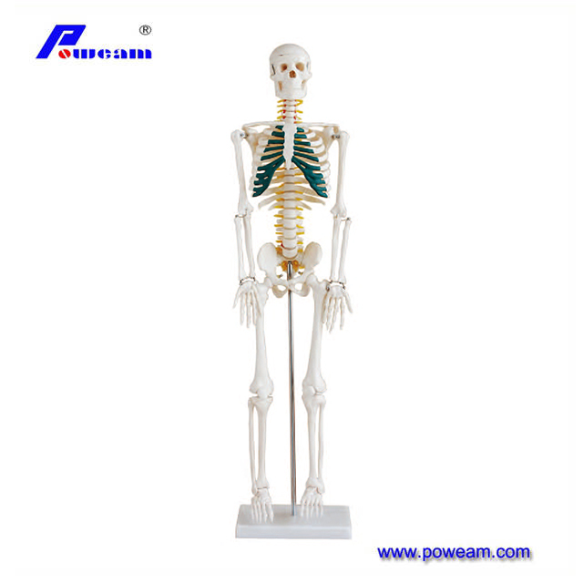 2024 New Human Skeleton Model, Medical Anatomical Life Size Skeleton Replica with Spinal Nerves