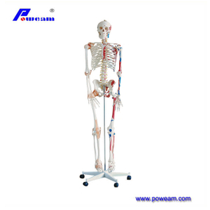 2024 New Human Skeleton Model, Medical Anatomical Life Size Skeleton Replica with Spinal Nerves