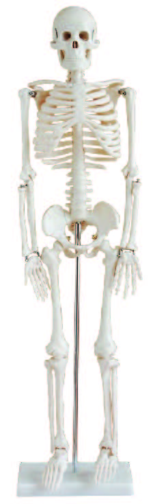 2024 New Human Skeleton Model, Medical Anatomical Life Size Skeleton Replica with Spinal Nerves