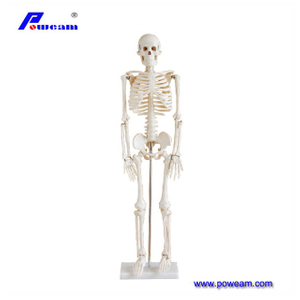 Students of Medical School PVC Skeleton 80cm Human Anatomy Model