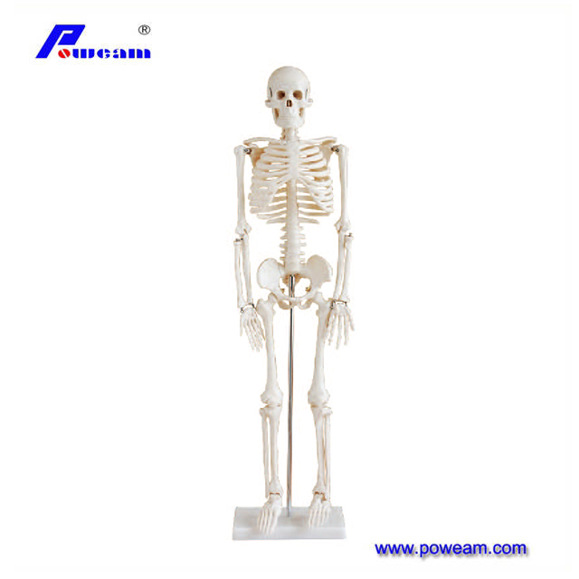 2024 New Human Skeleton Model, Medical Anatomical Life Size Skeleton Replica with Spinal Nerves