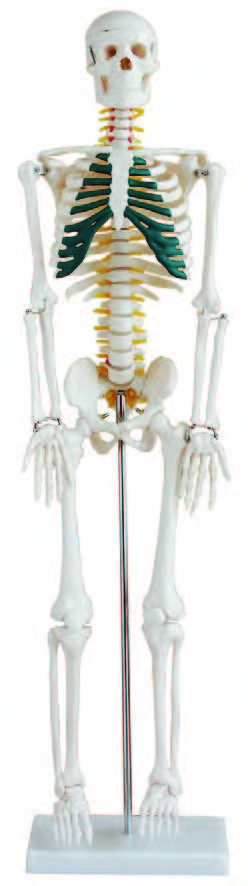 2024 New Human Skeleton Model, Medical Anatomical Life Size Skeleton Replica with Spinal Nerves