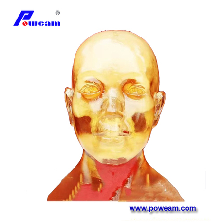 Adult Phantoms for X-Ray CT, MRI