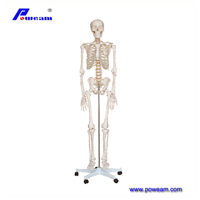 2024 New Human Skeleton Model, Medical Anatomical Life Size Skeleton Replica with Spinal Nerves