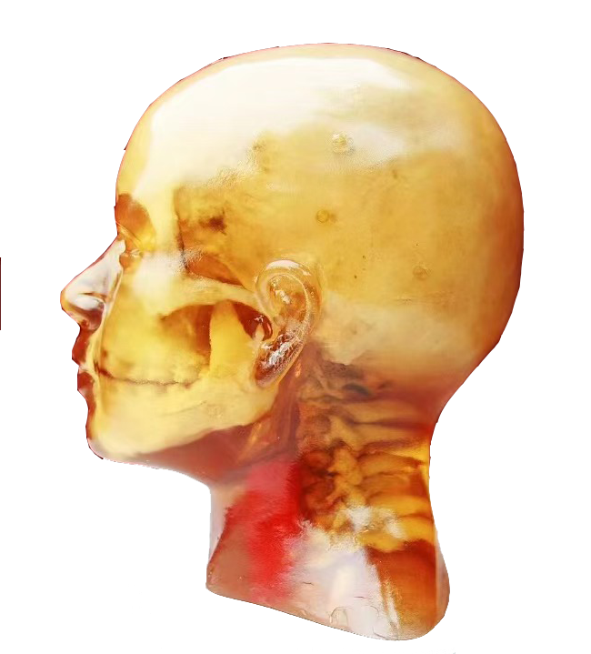 Adult Phantoms for X-Ray CT, MRI